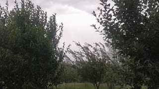 Strong winds in apple fields