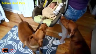 Funny Baby Vizsla Dogs Playing Together Cute Baby