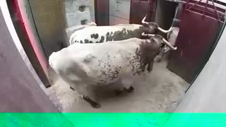 Now playing very Dangerous Bulls Fight video: Best animal fights