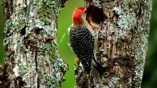 Woodpecker making nest in tree