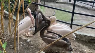 pelicans love to chat