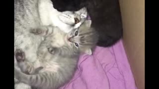 Mom cat with cute kittens