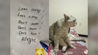 Funny moments with talking cats!
