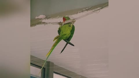 Parrot hanging around