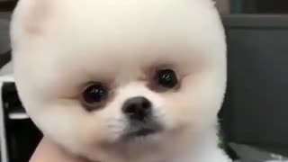 Cute little adorable puppy