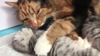 Calico Momma Cuddling Her Kitten