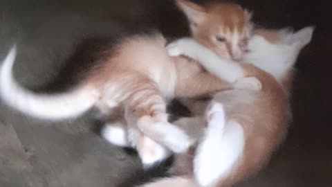 CATS FIGHTING EACHOTHER MEW MEW