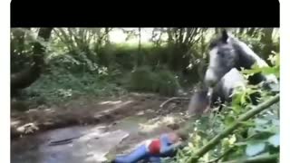horse knocks down woman 🤣🤣
