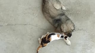 Dog and cat cuddle