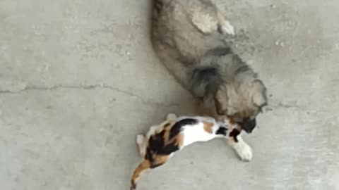 Dog and cat cuddle