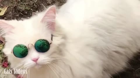 Cute Cat Wears Great Glasses