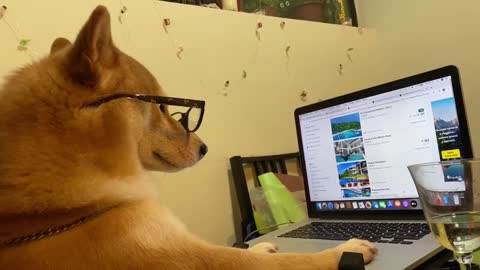 Nerdy Shiba Inu surfs the web on owner's laptop