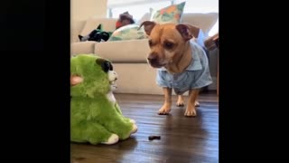 Funny Pet Compilation For A Good Laugh