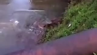 Dog almost gets eaten by alligator
