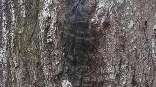 Snakes in thee tree must see😱