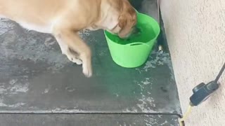 Pooch Has Peculiar Water Habit