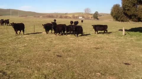 Girls Summon Herd Of Cattle By Singing 'Royals' By Lorde
