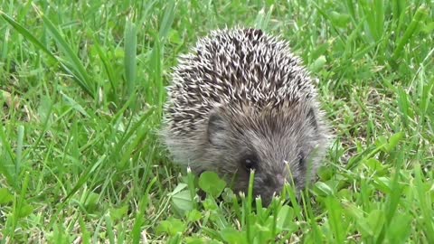 Hedgehog 🦔 are the increadible animal