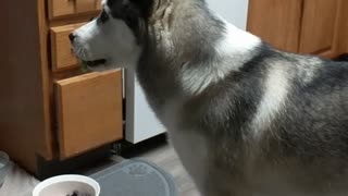 Husky has greatest reaction ever after trying broccoli