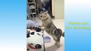 Watch These Cute Pets. SUPER FUNNY !!!.