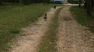 Running Baby Goats