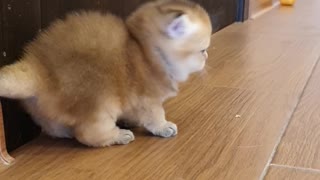 Kittens With Cute Little Tails