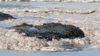 Playas contaminadas, animales muertos y las miradas contra Repsol