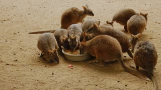 Baby Kangaroos Eating Together