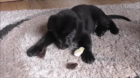 German Shepherd puppy introduced to newly hatched quail chicks