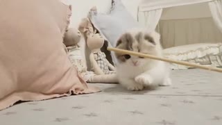 Little Kitten trying something new