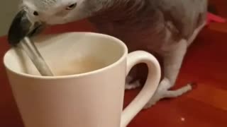 Cute parrot trying to drink coffee
