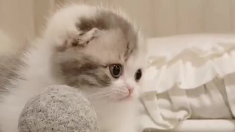 Cute cat playing with hairball