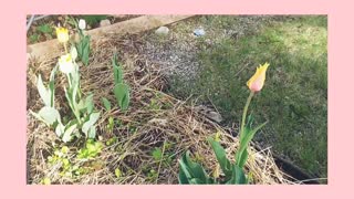 Tulips 🌷, gardening update