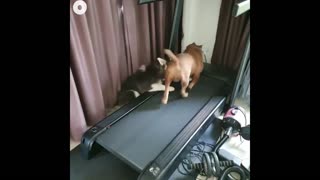 Funny dog Running in Treadmill 2021