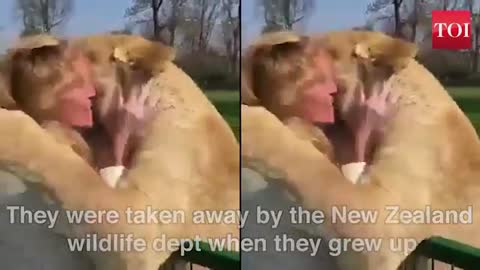 THE LOVE SHARED BETWEEN HUMANS AND LIONS