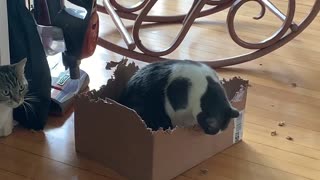 Cat Has Peculiar Appetite for Cardboard Boxes