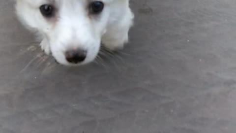 Small white dog runs on front doorstep to the camera