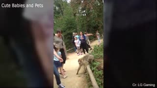 Different animals scaring people