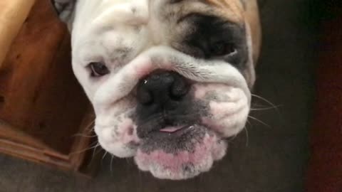 Amazing bulldog tongue in slow motion action