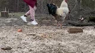 Rooster Chases Woman Away