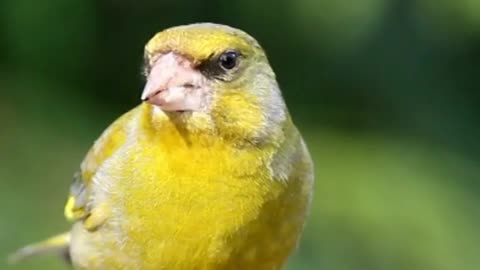 There are 8 species of Finches in Alabama