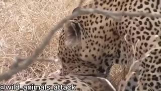Attack attack 7 animals