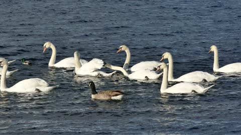 A bevy of swans on a lake