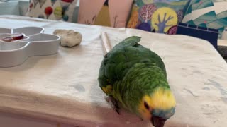 Bella The Talking Parrot is dancing like crazy