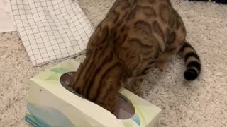 Cat Has a Heck of a Time Getting Unstuck from Tissue Box
