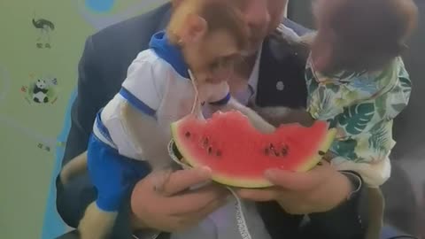 Cute little monkey sharing watermelon with the breeder