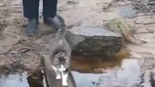 CAT: I don't like water