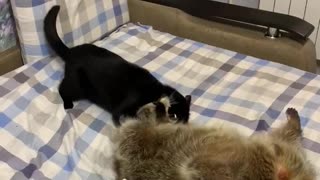 Raccoon Really Wants to Play with Cat