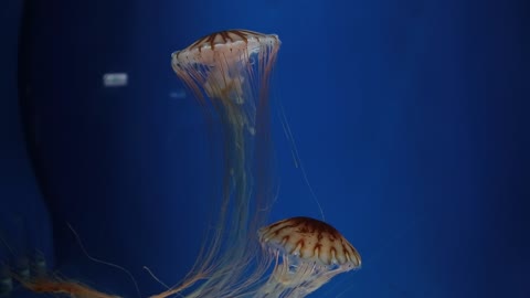 the beauty of jellyfish