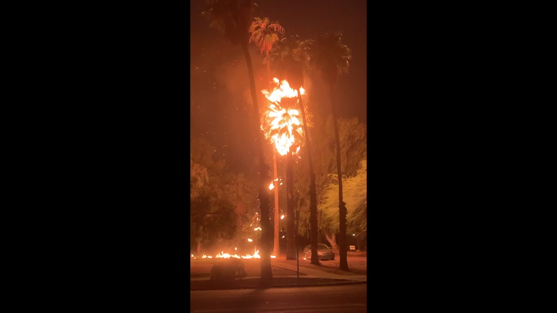 Lightning Strike Palm Tree Fire 